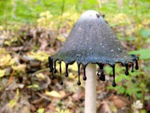 coprinus