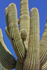 A Saguaro