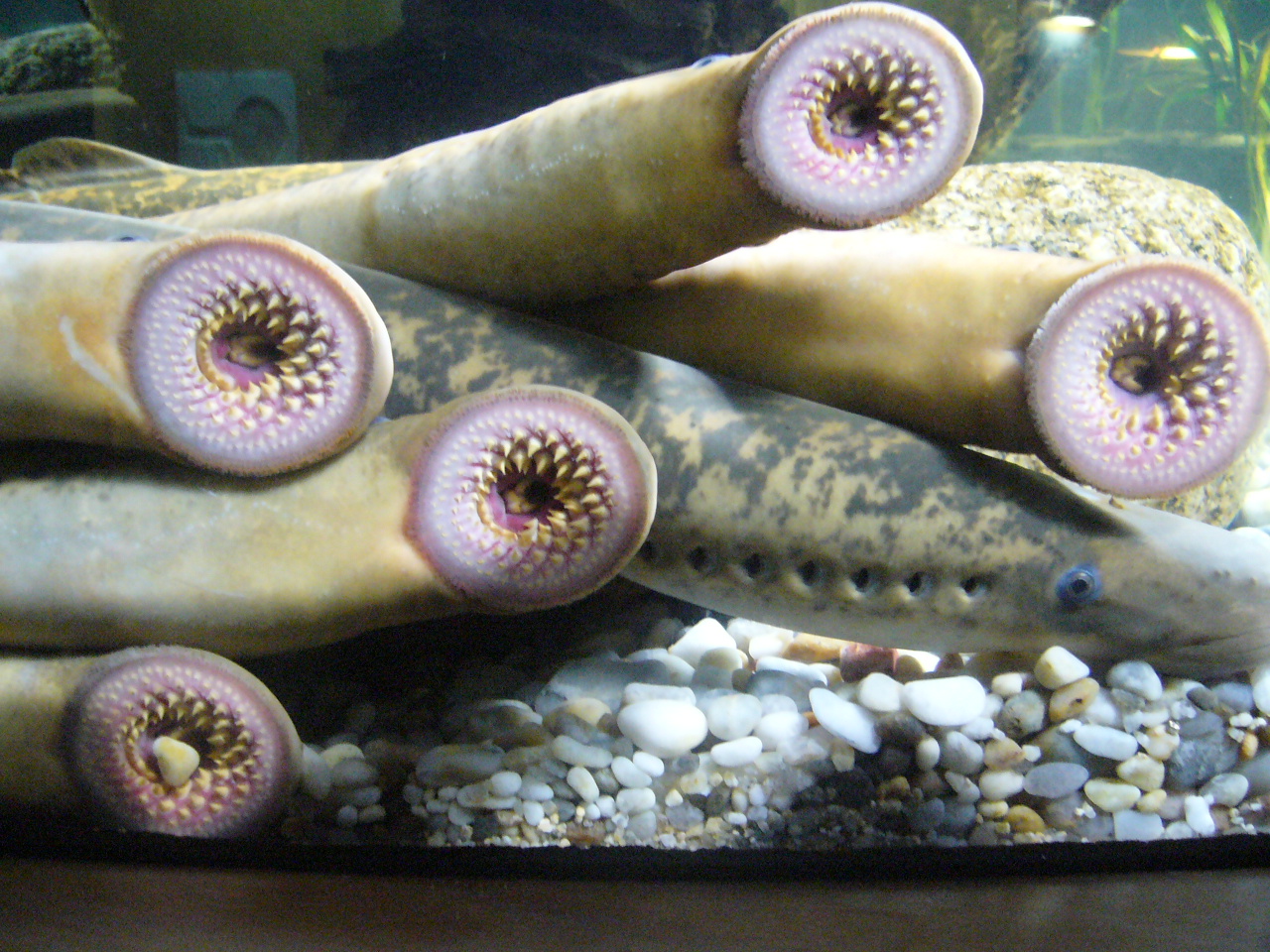 Diversas_lampreas.1_-_Aquarium_Finisterrae
