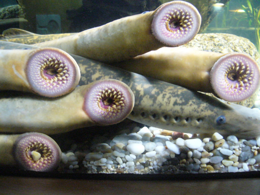 Vertebrati Acquatici Con Imbuto Boccale E Ventosa